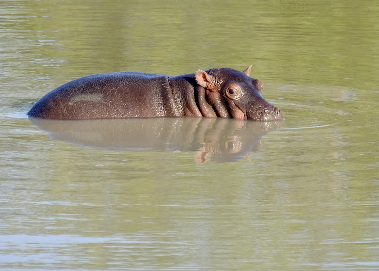 Baby Hippopotamus standing on its mother’s back.