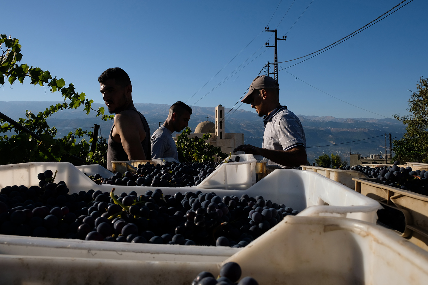 Lebanon seeks to get back on the wine map amid economic crises 
