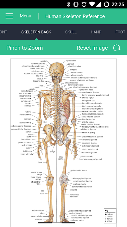 Human Skeleton Reference Guide — приложение на Android