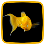 Goldfish Live Wallpaper Apk