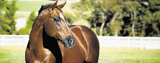 TRUE GREATNESS: Horse Chestnut, widely regarded as the best horse to race in South Africa, died aged 19 last week - just a month after his illustrious father, Fort Wood