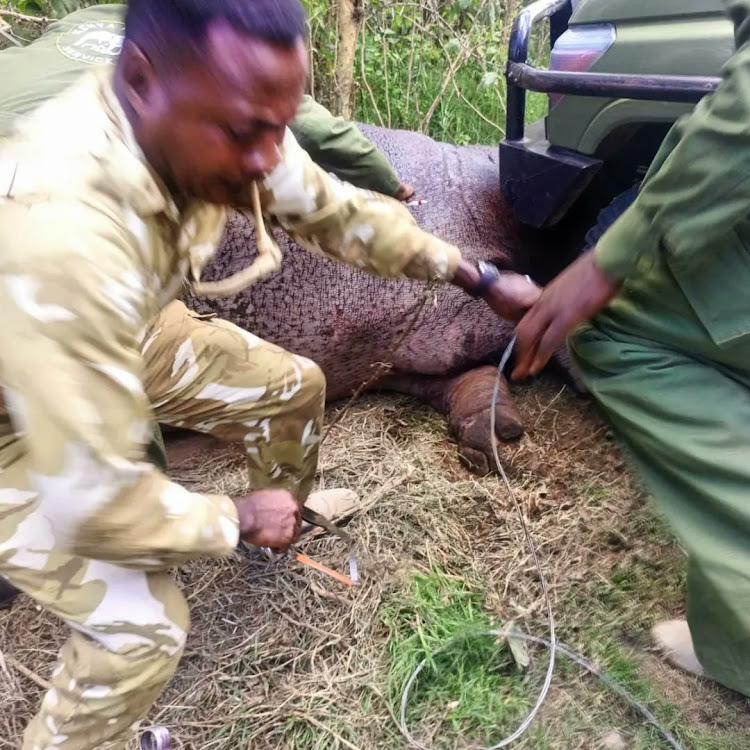 KWS rangers rescues a snared hippopotamus rescued in Olosuswa Conservancy in Nakuru on March 11, 2024.