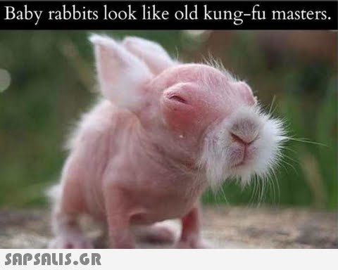 Baby rabbits look like old kung-fu masters