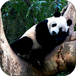 Sleeping Panda Video Wallpaper Apk