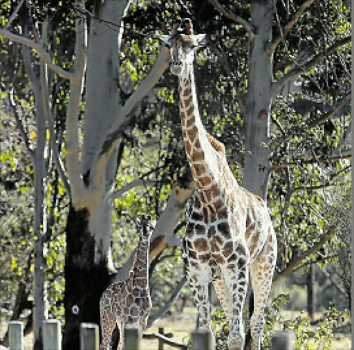 NECKS OF THE WOODS: Abby the well-known male giraffe at Areena Riverside Resort has sired an unnamed baby female seen here in the protective care of female Sahara, who shares mothering duties with mom Graffiti. Picture: MARK ANDREWS