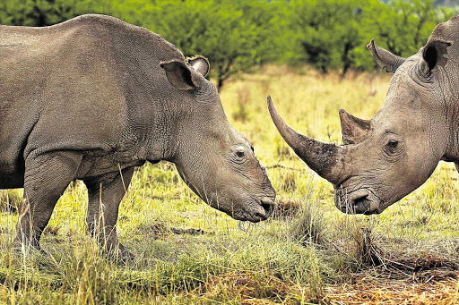 A female rhino, dehorned by poachers, at a game reserve in KwaZulu-Natal. This image won the World Press Photo of the Year 2012 in the Nature series.