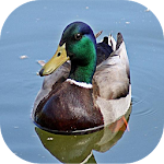 Duck Sounds mp3 Apk