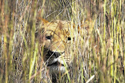 Police said on Thursday they were on the hunt for four lions that are reportedly on the loose in northern KwaZulu-Natal.