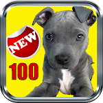 Dog Training Tips Best 100 Apk