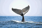 FLASH FLIP: A humpback whale at play