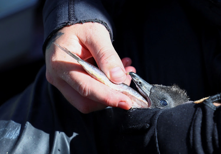 A penguin carer feeds a chick at South African Foundation for the Conservation of Coastal Birds rehabilitation centre, which is soliciting donations by inviting people to "adopt an egg", in Cape Town on March 27 2024.