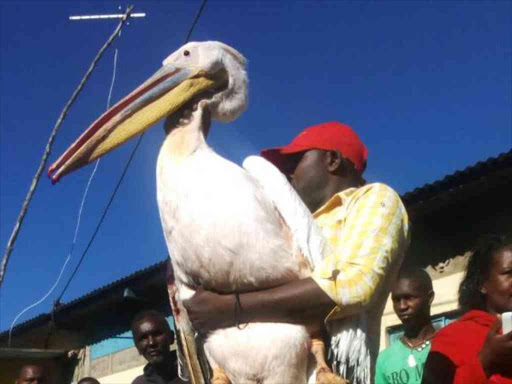 The bird that Nakuru resident Rosemary Wanjiku decided to keep after it fell from electricity line on the evening of May 17, 2017. /RITA DAMARY