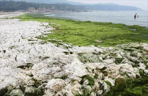 People swim in the sea as dried algae is pictured along the coastline in Qingdao, Shandong province