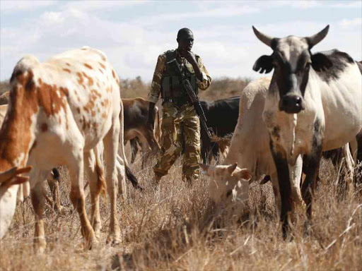 A KWS ranger drives out cattle from a ranch in Laikipia on March 10, 2016. / Jack Owuor