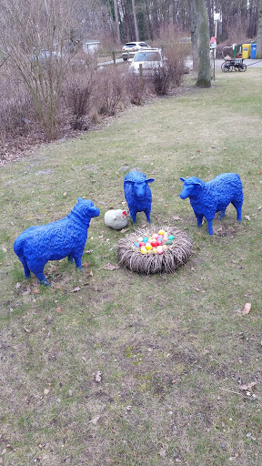 Blue Sheeps