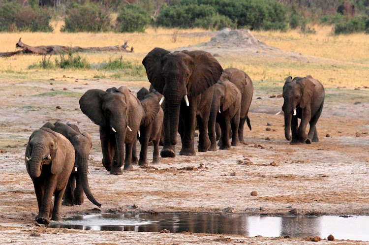 A herd of elephants at a watering hole in Hwange National Park in Zimbabwe. Dozens of elephants have died of thirst in the park this year, and conservationists fear losing more as a drought caused by climate change and the El Niño global weather pattern dries up watering holes. File photo.
