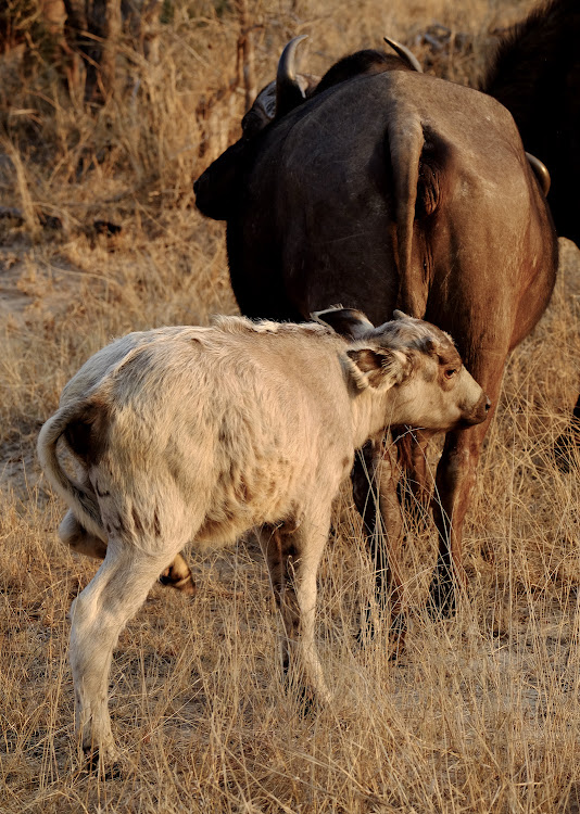 Leucistic African Buffalo with his mother.