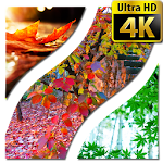 Wallpapers leaf 4K UHD Apk