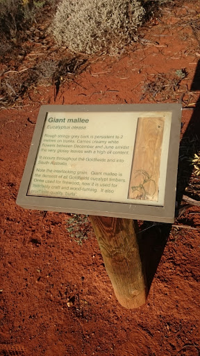 Giant Mallee