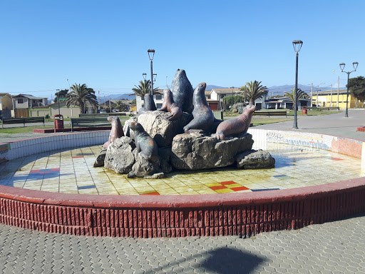 Lobos Marinos En La Plaza De Los Vilos