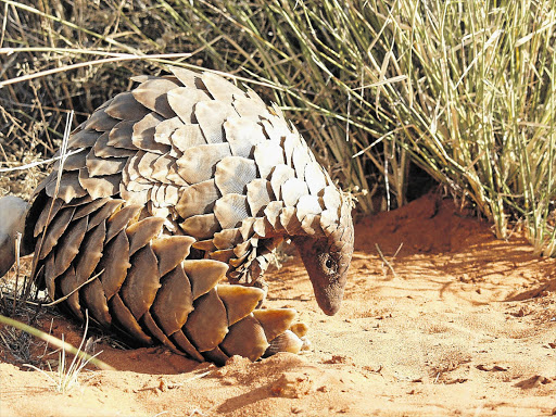 ARMOUR PLATING: The ground pangolin rolls into a ball when threatened, but this resourceful mechanism doesn't protect it against electric fences