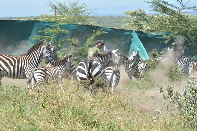 Brian Mbundi of KWS veterinary and capture unit finds himself in the middle of a zebra stampede during the ongoing mass capture and translocation of various herbivorous species at Olmorogi ranch in Naivasha on April 9, 2024.