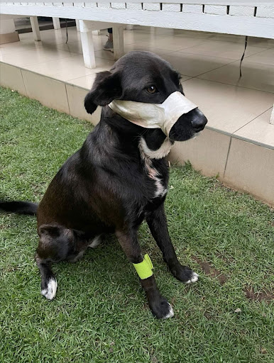 Kei, the heroic dog who protected her family from intruders