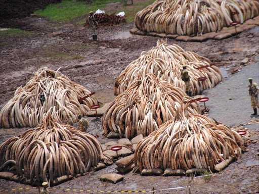 Piles of Ivory that were set ablaze on April 27 by President Uhuru Kenyatta / PATRICK VIDIJA
