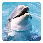 Dolphin Sounds Apk