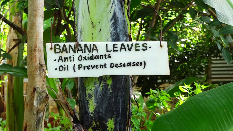 A post fixed on a banana trunk that indicates it can help manage some diseases.