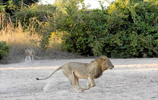 How five lions escaped from the Kruger Park. Picture: FILE / TMG