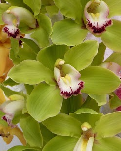How to install Orchid Live Wallpaper 1.0 unlimited apk for laptop