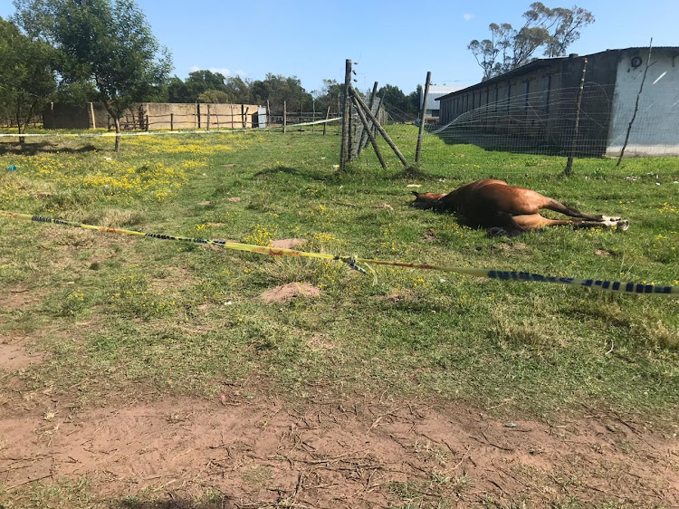 On Thursday morning around 6am, staff at the Fairview racecourse in Port Elizabeth began a violent protest which culminated in the slaughter and wounding of horses.