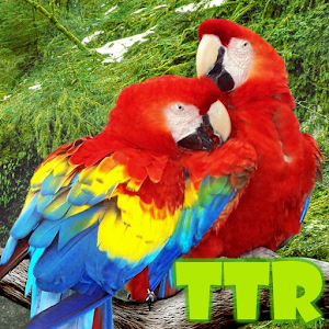 Download live parrot wallpaper For PC Windows and Mac