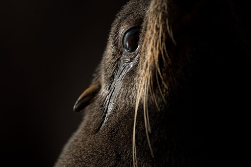 Cape fur seal, Marion Island.