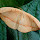 Moths of Western Ghats