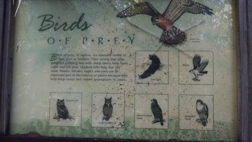 Birds of Prey