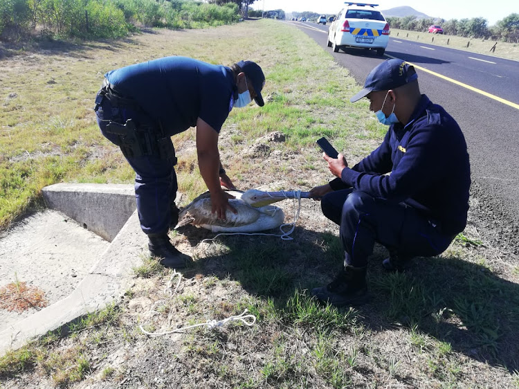 A city official holds on to the pelican's beak, a weapon it was willing to use against its captors.