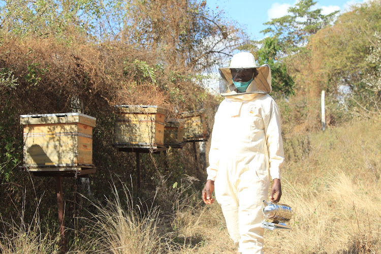 A beekeper in Kiomo, Mwingi West