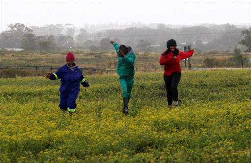 FEELS SO GOOD: Fort Cox Agri College students Phindani Nomaphelo, Mlanjeni Asithandile and Asisipho Maseti revel in the recent rains on a farm near East London Picture: MICHEL PINYANA
