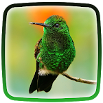 Hummingbird Live Wallpaper Apk