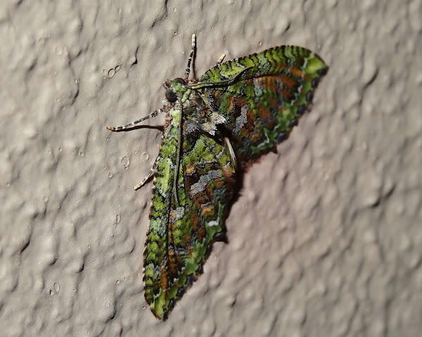 Coprosma Carpet Moth | Project Noah