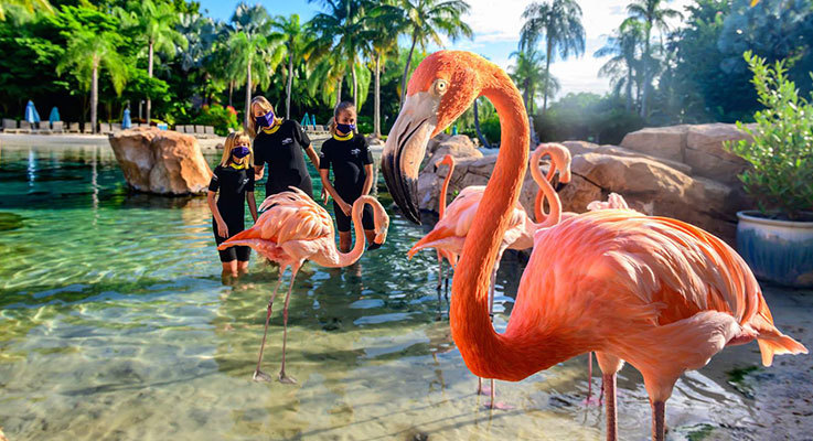 New Flamingo Experience at Discovery Cove