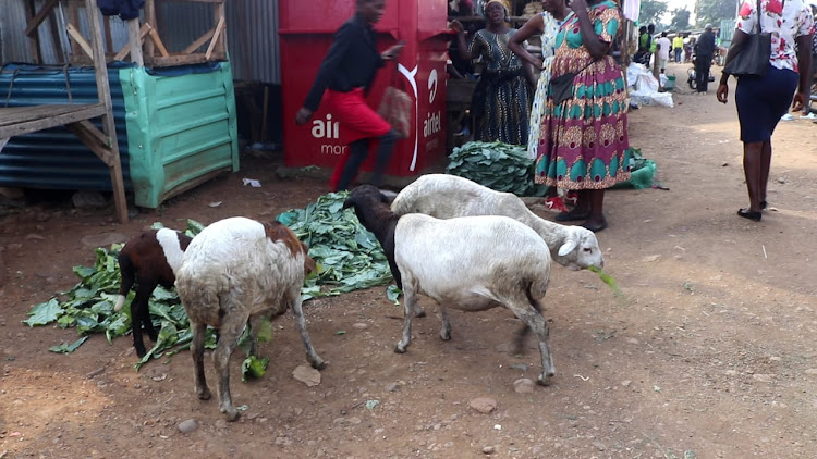 Sheep feed on someone vegetable where they are sold in Homa Bay town