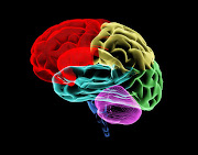 Brain image