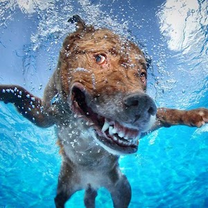 Download Dog Swimming Pool Race : Crazy animals water game For PC Windows and Mac