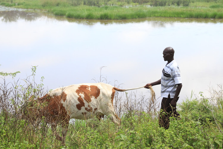 A farmer drives his dairy cow to water at KIRDAM near Kabarnet town on November 14, 2019.