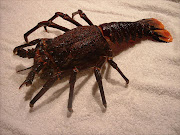 A J. lalandii (South African species of rock lobster) individual missing its antennae