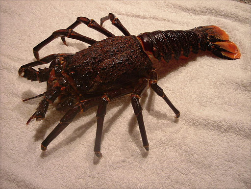 A J. lalandii (South African species of rock lobster) individual missing its antennae