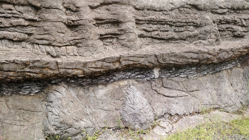 Fóssil Crânio De Dinossauro